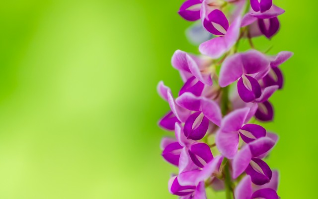 Flowers. Desktop wallpaper