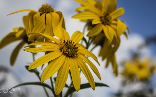 Flowers. Desktop wallpaper