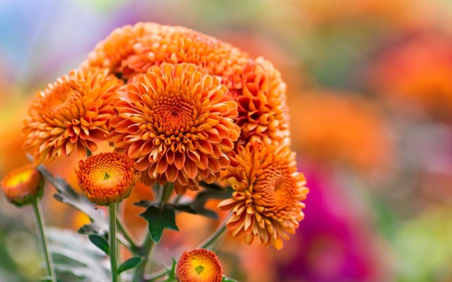 Flowers. Desktop wallpaper