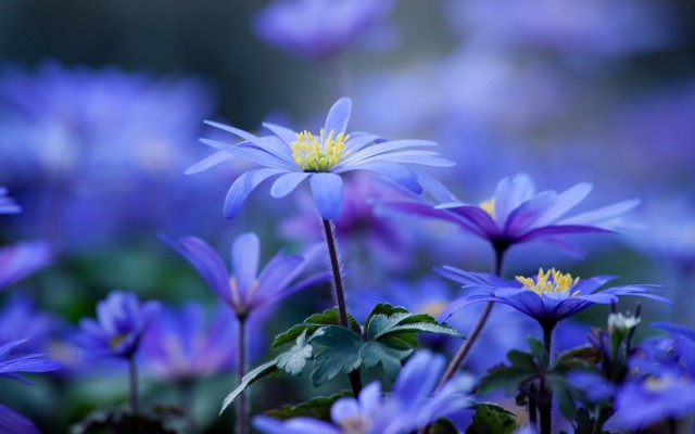 Flowers. Desktop wallpaper