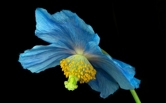 Flowers. Desktop wallpaper