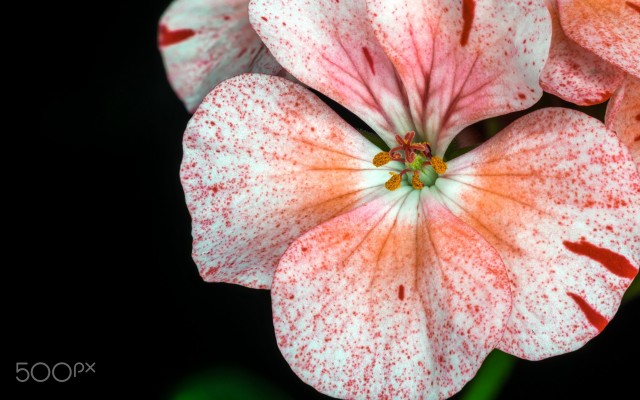 Flowers. Desktop wallpaper