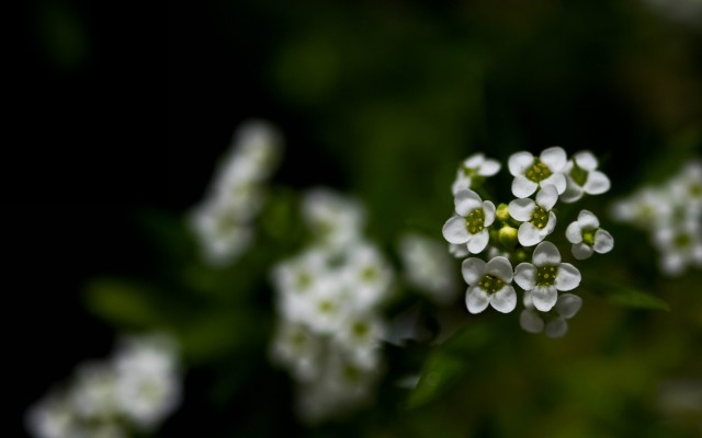 Flowers. Desktop wallpaper