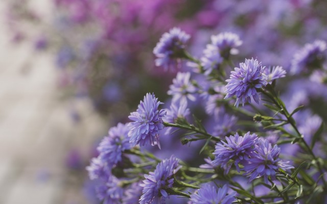 Flowers. Desktop wallpaper