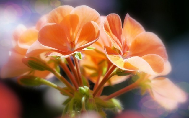 Flowers. Desktop wallpaper