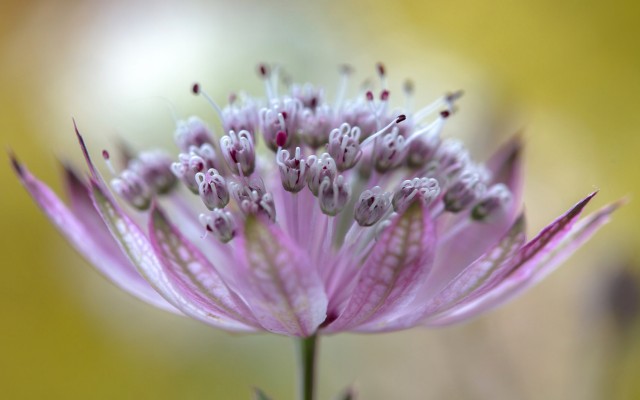 Flowers. Desktop wallpaper