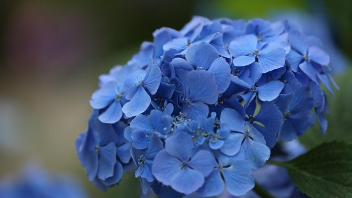 Flowers. Desktop wallpaper