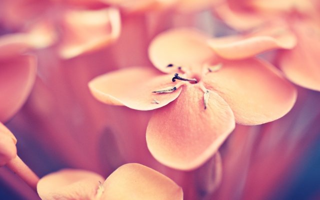 Flowers. Desktop wallpaper