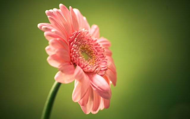 Flowers. Desktop wallpaper