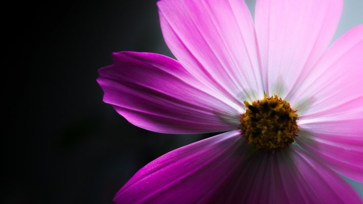 Flowers. Desktop wallpaper