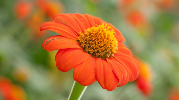 Flowers. Desktop wallpaper