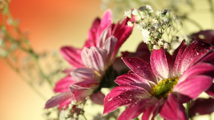 Flowers. Desktop wallpaper