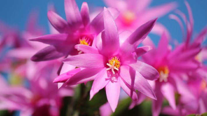 Flowers. Desktop wallpaper