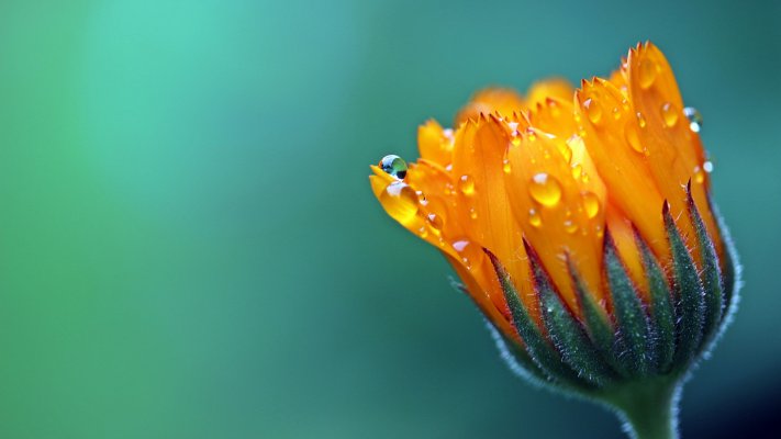 Flowers. Desktop wallpaper