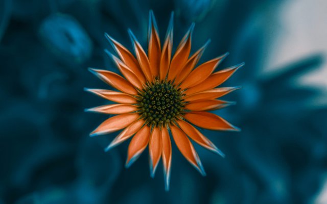 Flowers. Desktop wallpaper