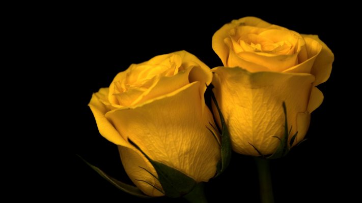 Flowers. Desktop wallpaper