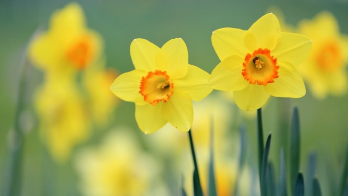 Flowers. Desktop wallpaper