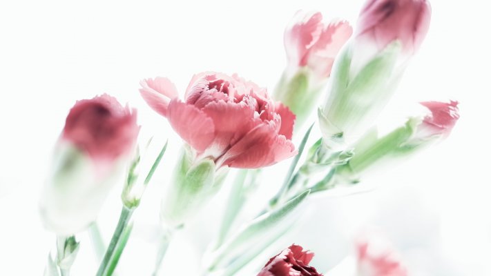 Flowers. Desktop wallpaper