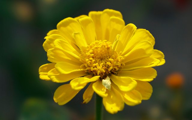 Flowers. Desktop wallpaper