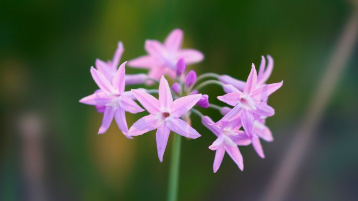 Flowers. Desktop wallpaper