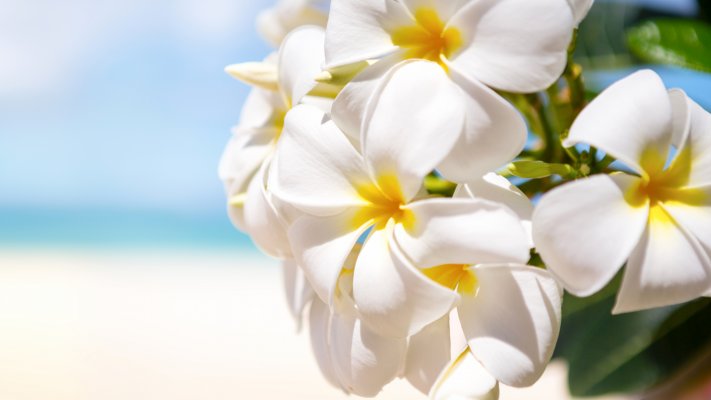 Flowers. Desktop wallpaper