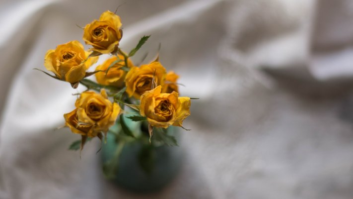 Flowers. Desktop wallpaper