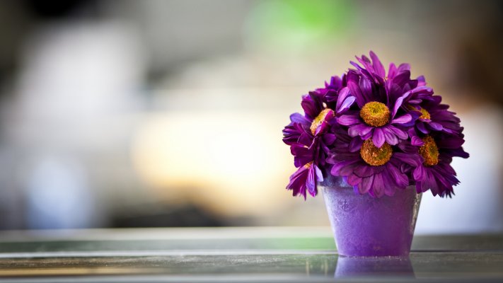 Flowers. Desktop wallpaper