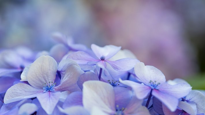 Flowers. Desktop wallpaper