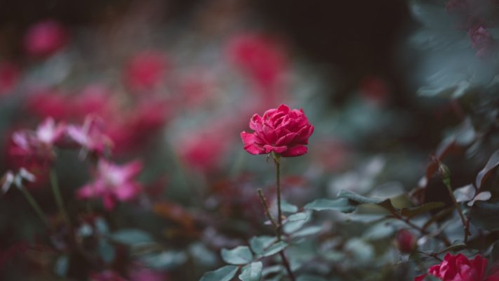 Flowers. Desktop wallpaper
