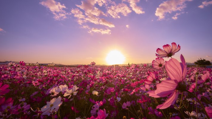 Flowers. Desktop wallpaper