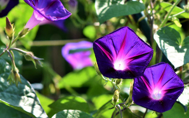 Flowers. Desktop wallpaper
