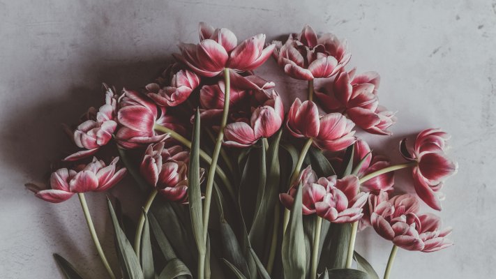 Flowers. Desktop wallpaper
