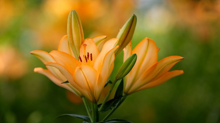 Flowers. Desktop wallpaper