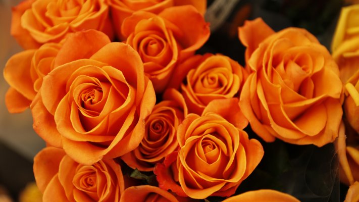 Flowers. Desktop wallpaper
