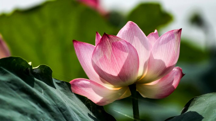 Flowers. Desktop wallpaper