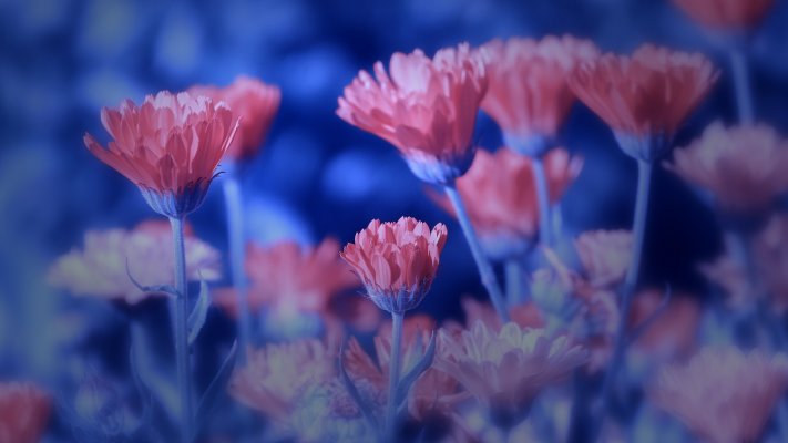 Flowers. Desktop wallpaper