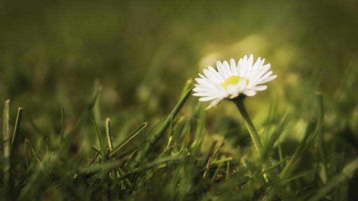 Flowers. Desktop wallpaper