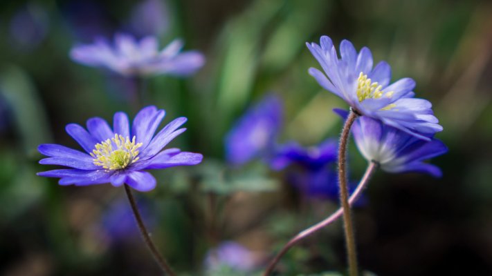 Flowers. Desktop wallpaper