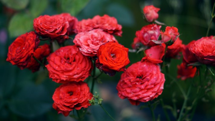 Flowers. Desktop wallpaper