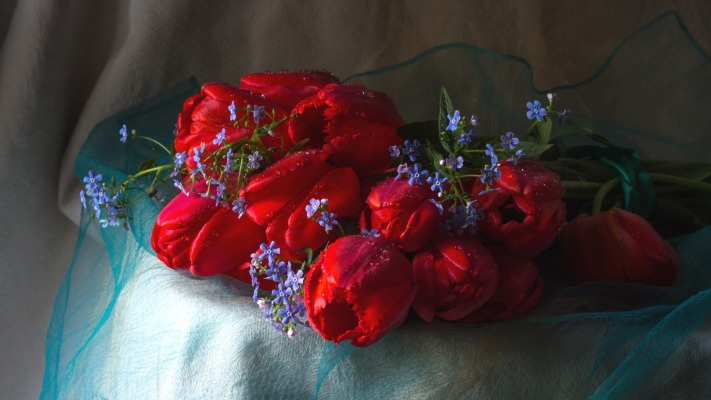 Flowers. Desktop wallpaper