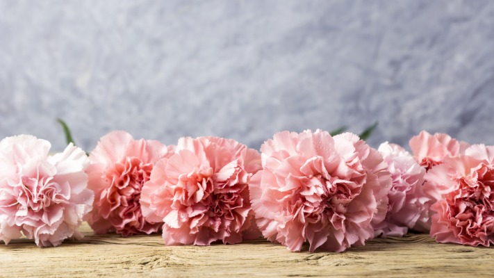 Flowers. Desktop wallpaper