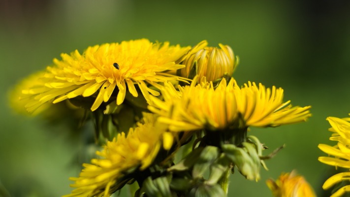 Flowers. Desktop wallpaper
