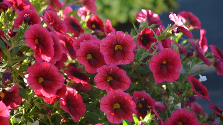 Flowers. Desktop wallpaper