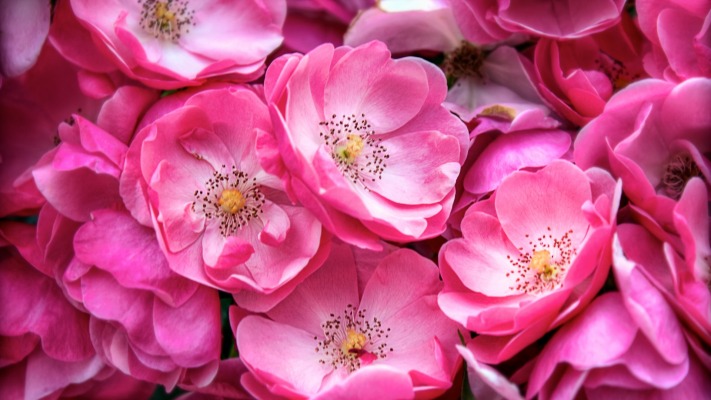 Flowers. Desktop wallpaper