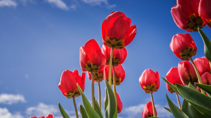 Flowers. Desktop wallpaper