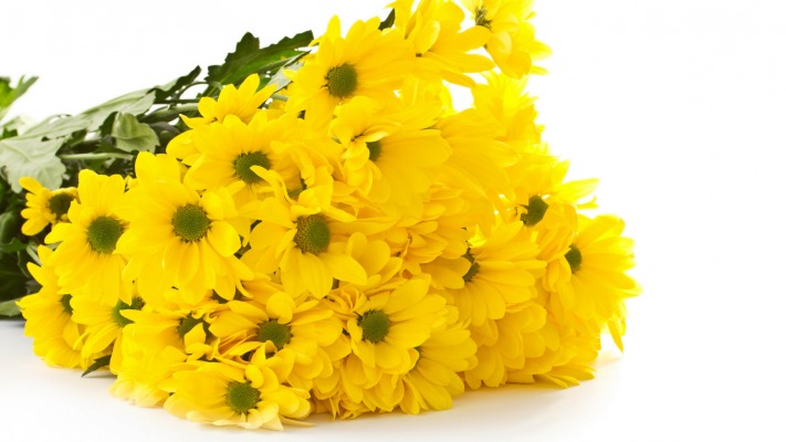 Flowers. Desktop wallpaper