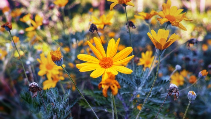 Flowers. Desktop wallpaper