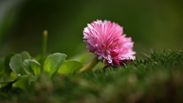 Flowers. Desktop wallpaper