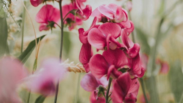 Flowers. Desktop wallpaper
