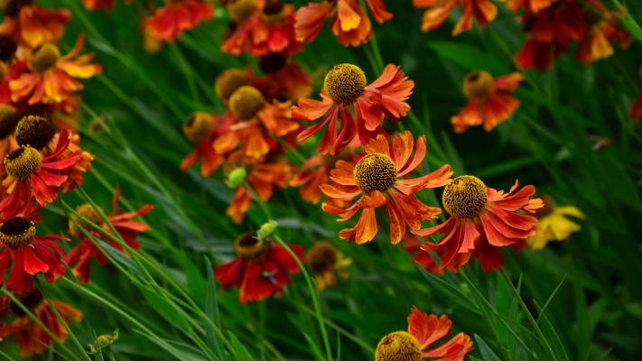 Flowers. Desktop wallpaper